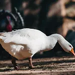 Kostelski Buk 4* Bihać