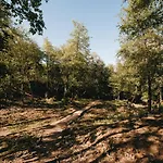 Kostelski Buk