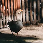 Kostelski Buk Szálloda Bihać