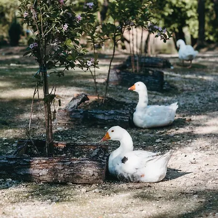 فندق كوستل سكاي بوك بيهاتش