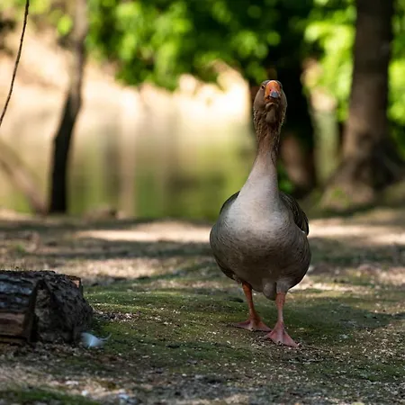 Hotell Kostelski Buk 4*