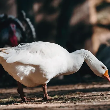 كوستل سكاي بوك 4* بيهاتش