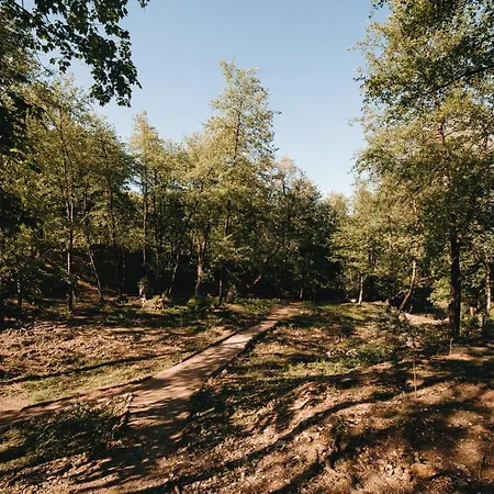 Kostelski Buk