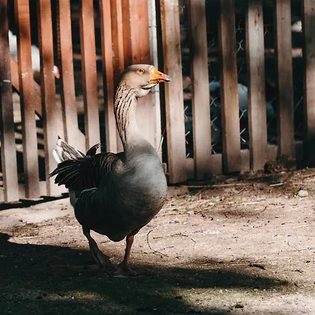 Kostelski Buk Hotell Bihać