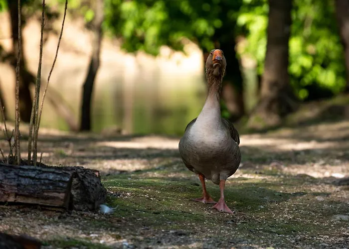 Hotel Kostelski Buk 4*