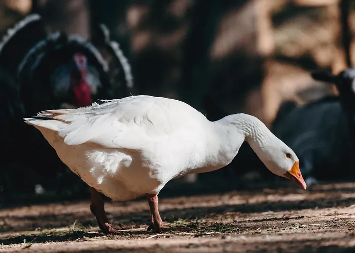 Kostelski Buk 4* Bihac